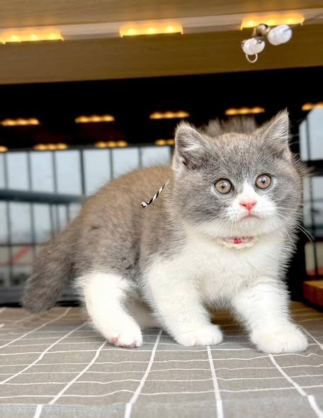 British Shorthair