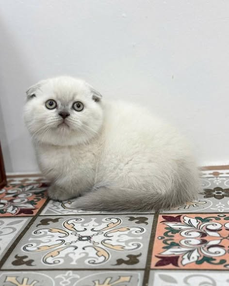 Munchkin Fold