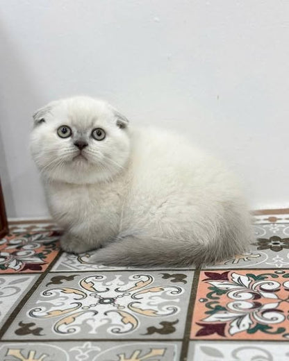 Munchkin Fold