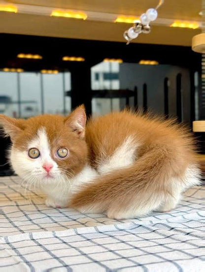 Munchkin