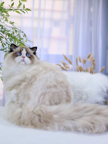Ragdoll