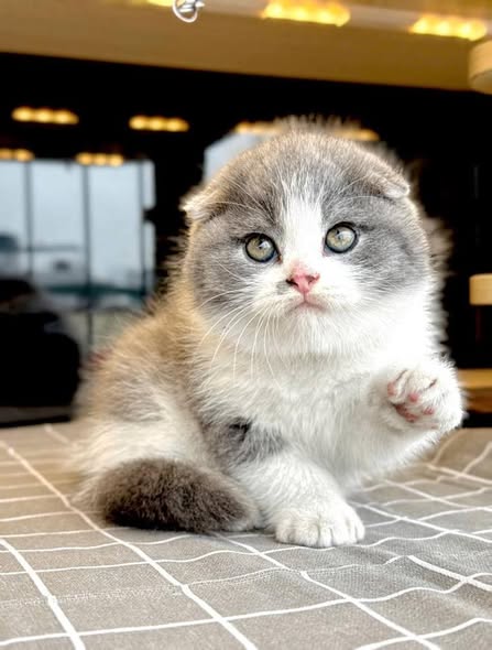 Scottish Fold