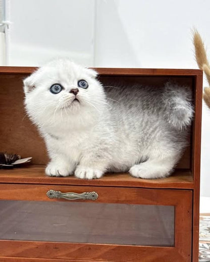 Munchkin Fold