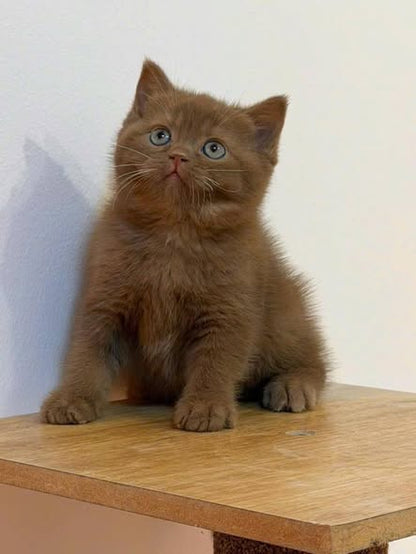 British Shorthair