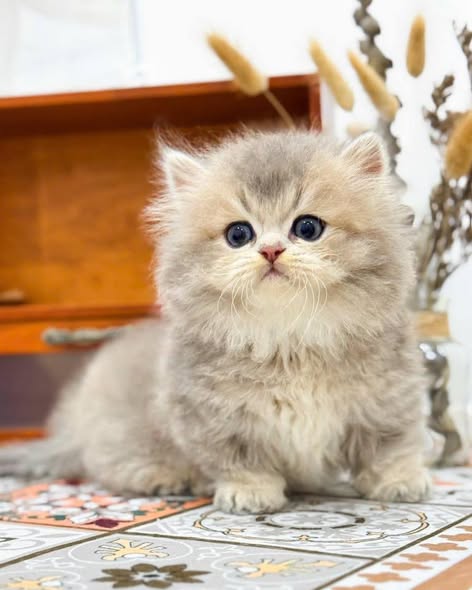 Munchkin Longhair