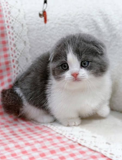 Munchkin Fold