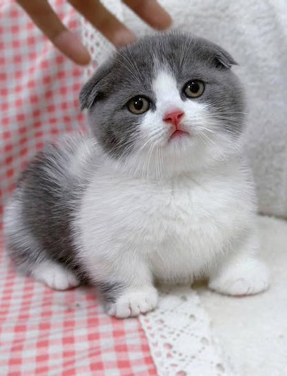 Munchkin Fold