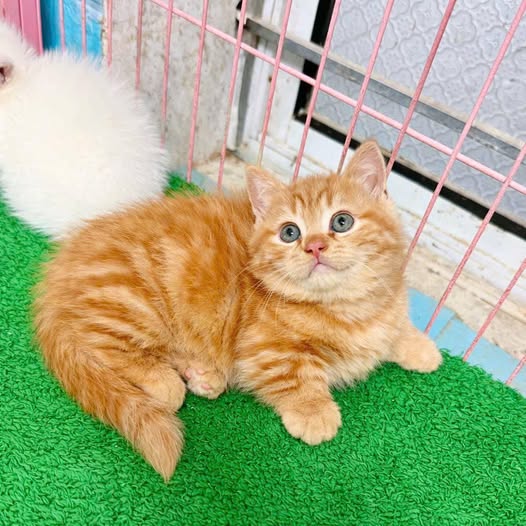 Munchkin