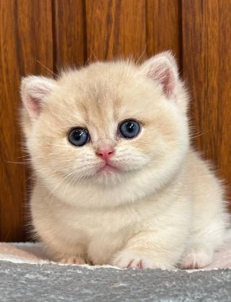 Munchkin
