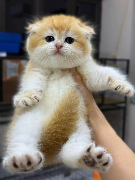 Scottish Fold
