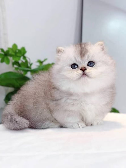 Munchkin Longhair