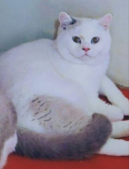 British Shorthair