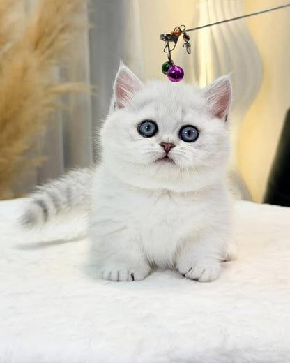 Munchkin