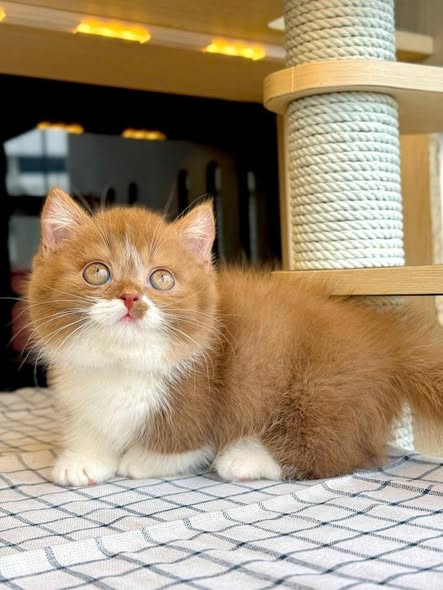 Munchkin