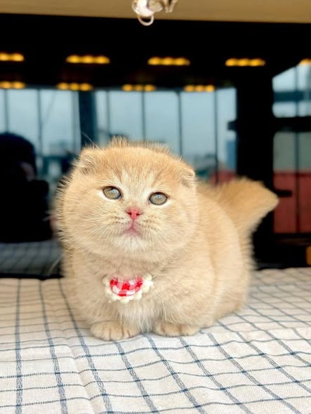 Munchkin Fold