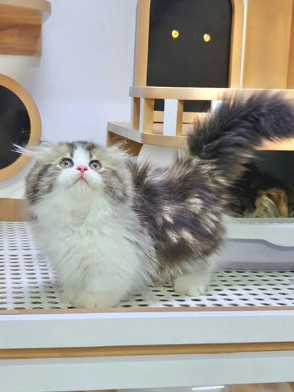 Munchkin Fold Longhair
