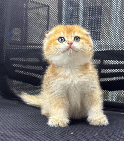 Scottish Fold