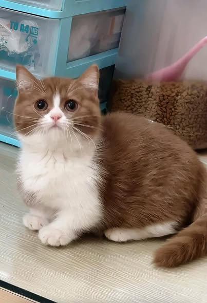 Munchkin