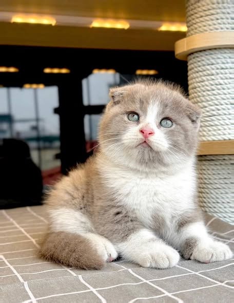 Scottish Fold