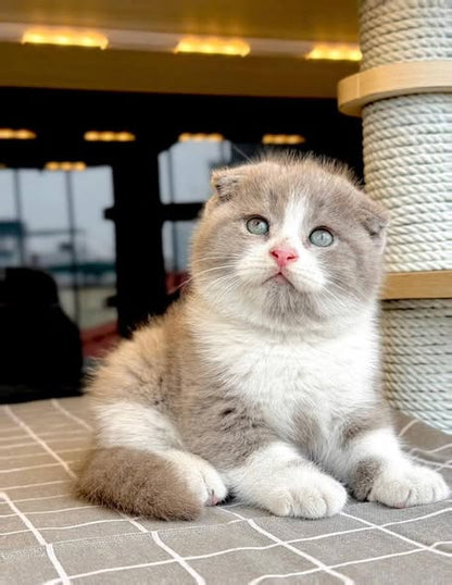 Scottish Fold