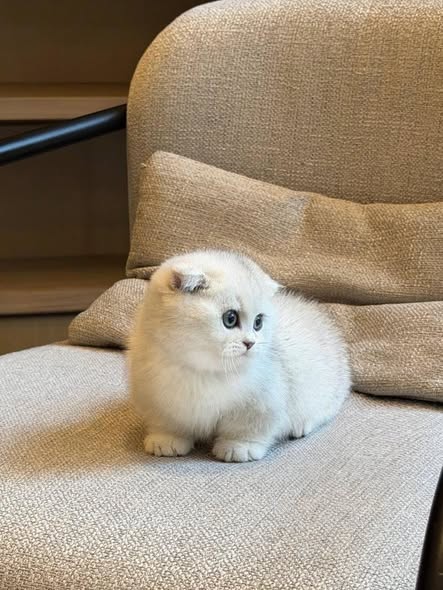 Munchkin Fold