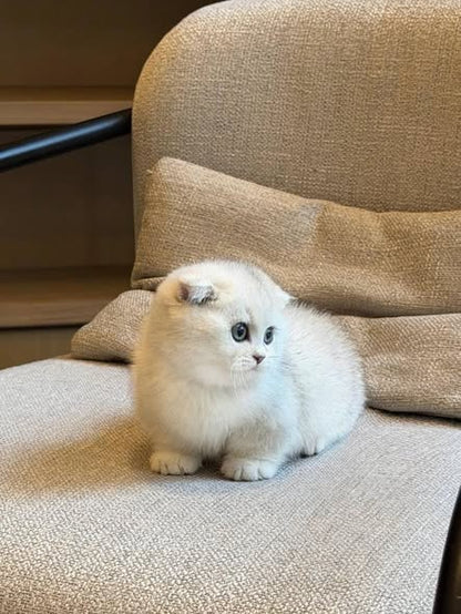 Munchkin Fold
