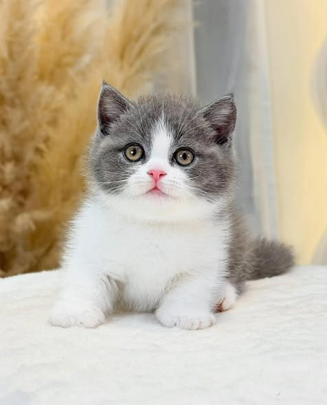 Munchkin