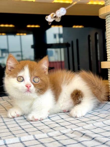 Munchkin