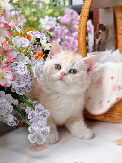 British Shorthair
