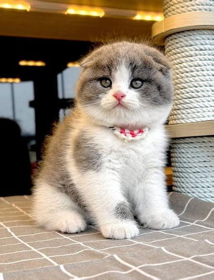 Scottish Fold