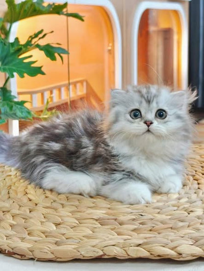 Munchkin Fold Longhair