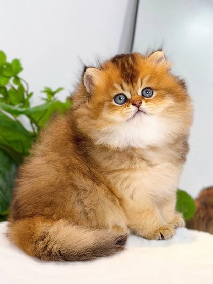 British Longhair