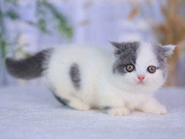 Munchkin