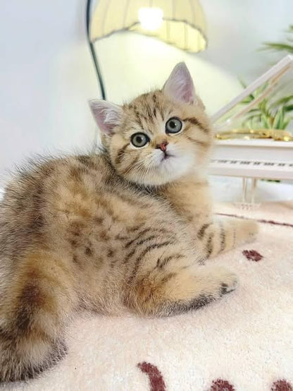 British Shorthair