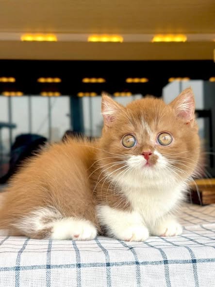 Munchkin