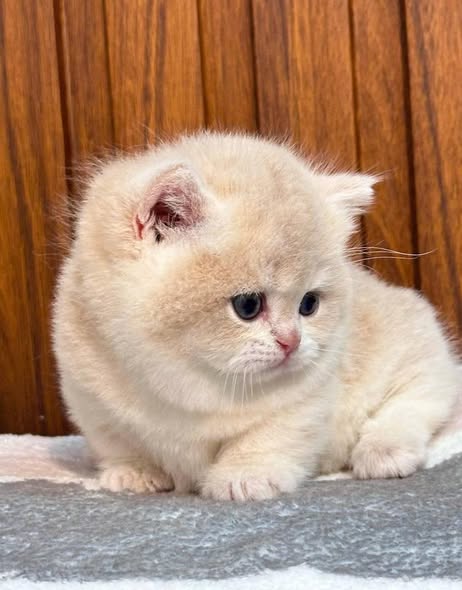 Munchkin