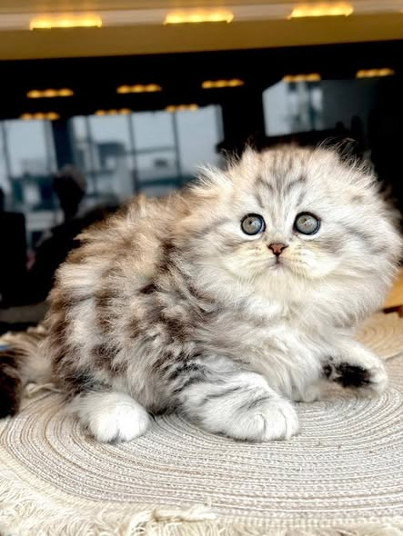 Scottish Fold Longhair