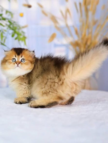 Munchkin Fold Longhair