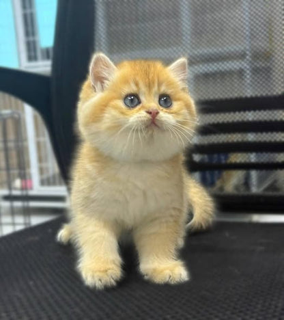 British Shorthair