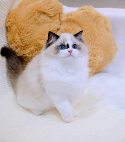 Ragdoll