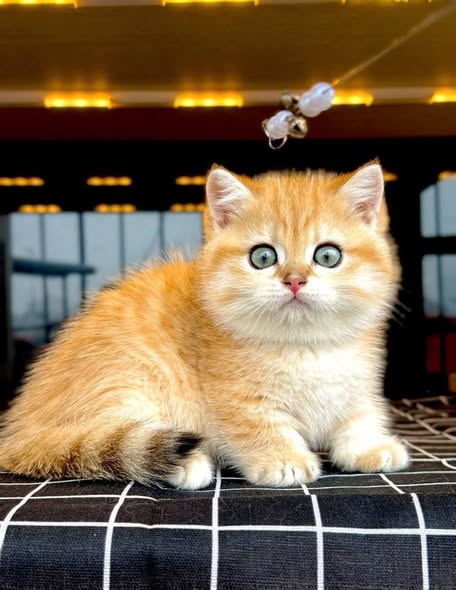 Munchkin