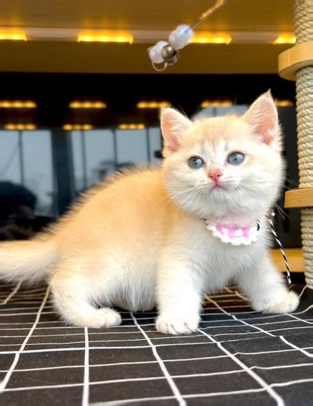 British Shorthair