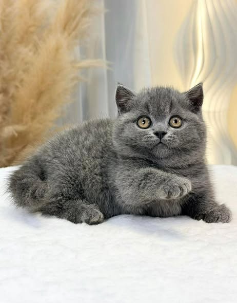 Munchkin