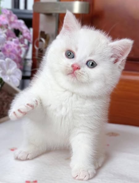 British Shorthair