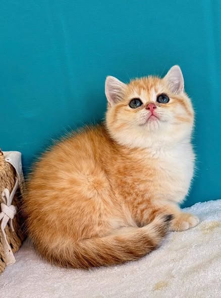 British Shorthair