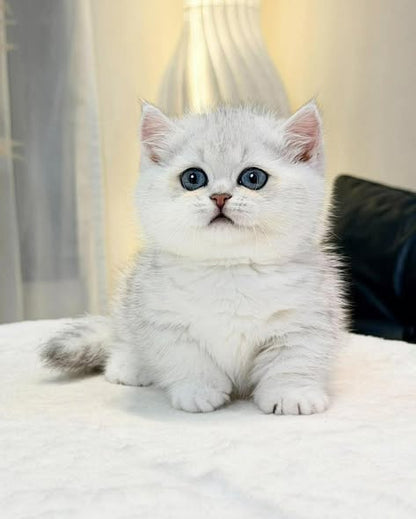 Munchkin