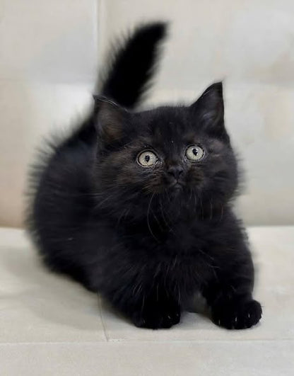 Munchkin