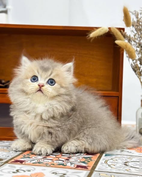 Munchkin Longhair
