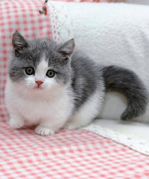 Munchkin