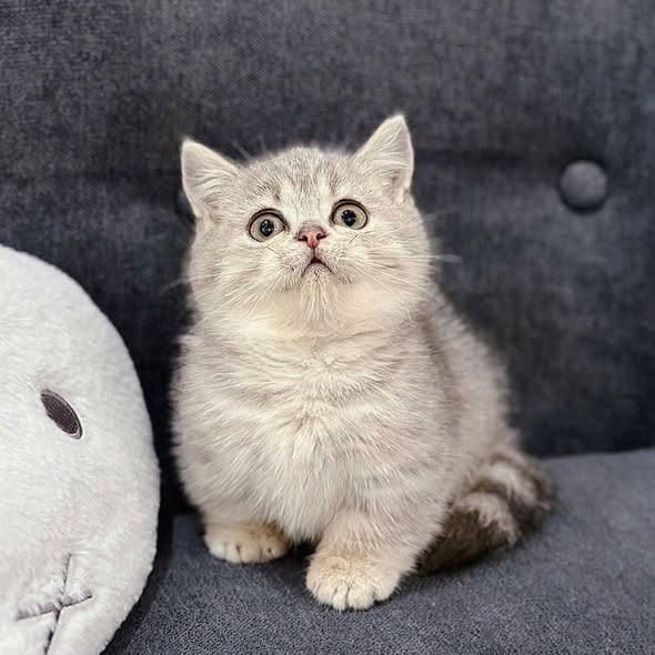 Munchkin